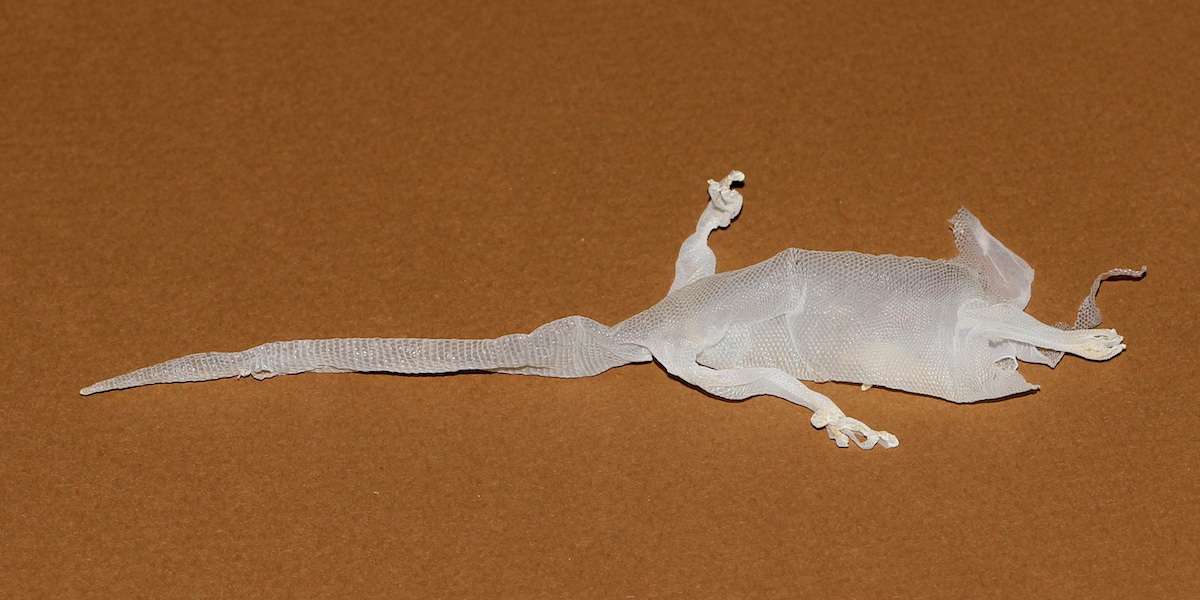 Gecko skin found under tree bark