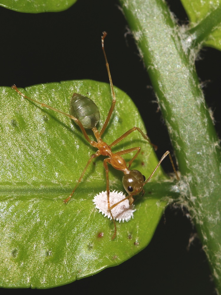 Green ants and mealybugs