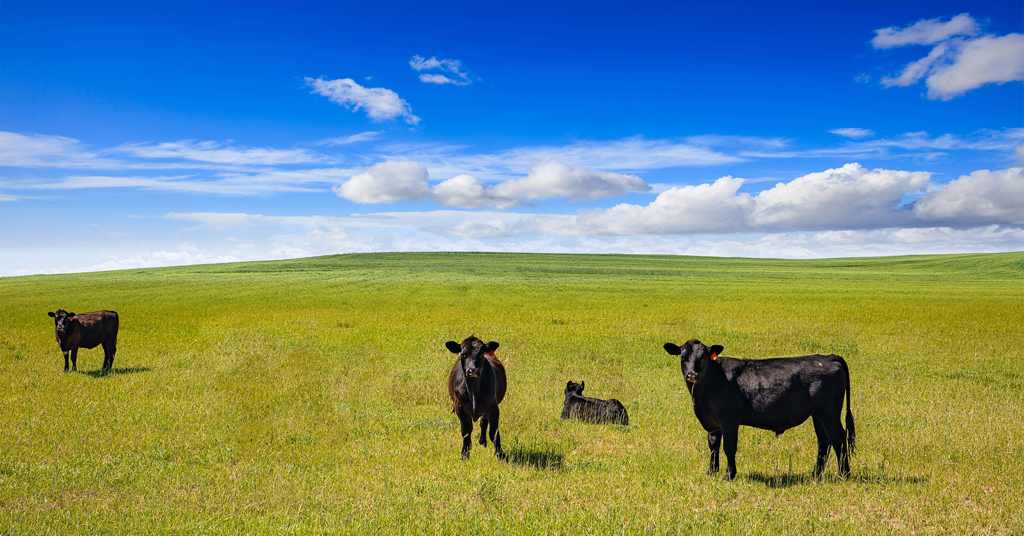 Malco's Buxton Meats A Family Owned Company