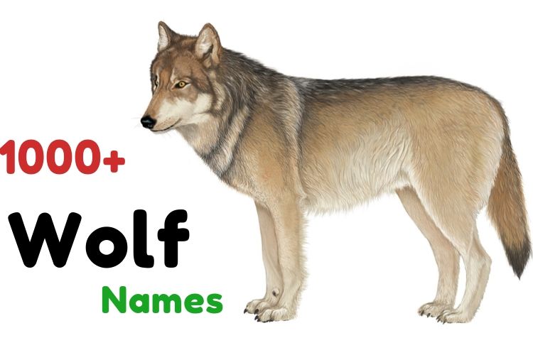 Cool Wolf Names In German Most Robux Generator For Kids