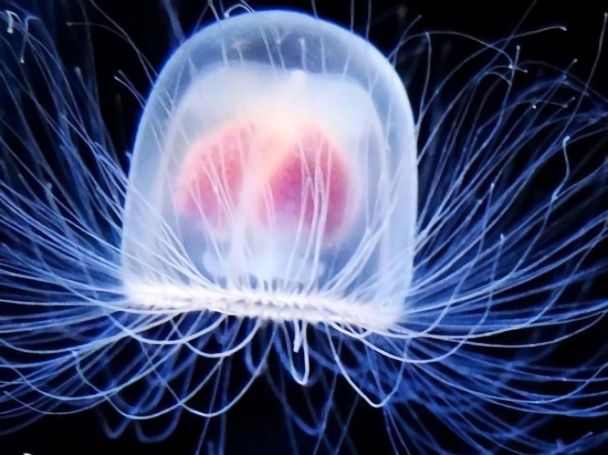 Immortal Jellyfish Genes May Aid in Stopping Aging Malevus