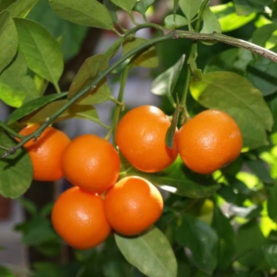 Grafted Tangerine seedling Mali Home Solutions