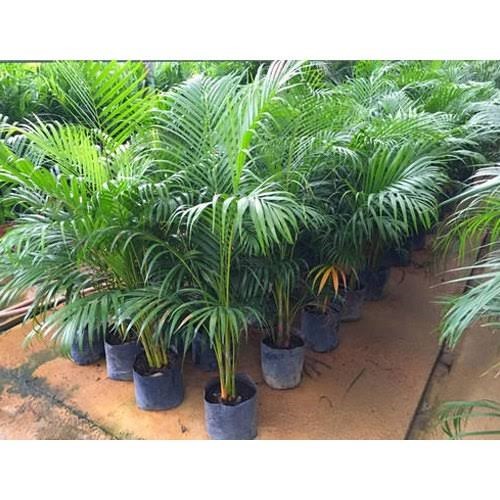 Yellow Palm / Butterfly Palm tree Mali Home Solutions