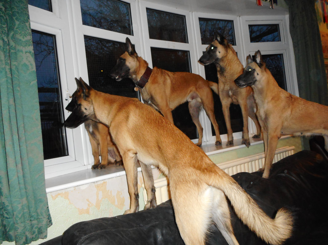Is a Malinois the dog for you?