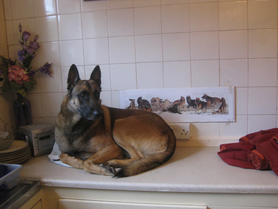 Is a Malinois the dog for you?