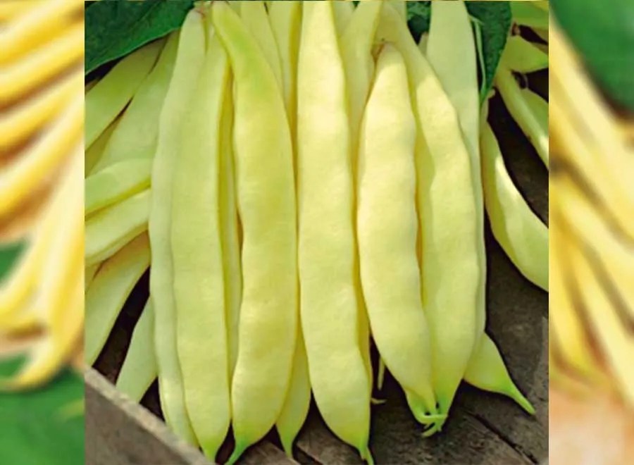 Nikos Yellow Flat Bean Seeds •