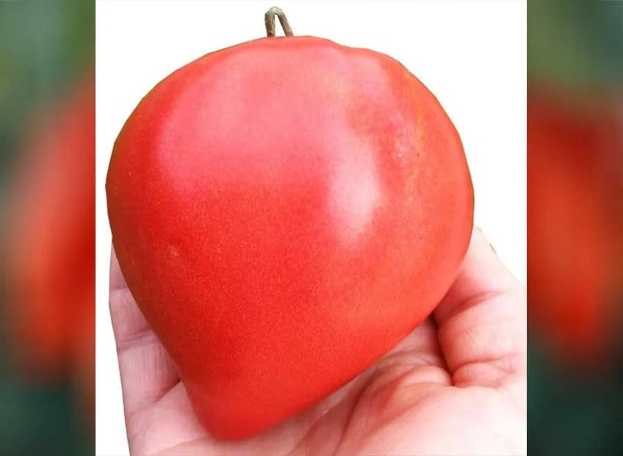 Buffalo Heart Red Tomato seeds •
