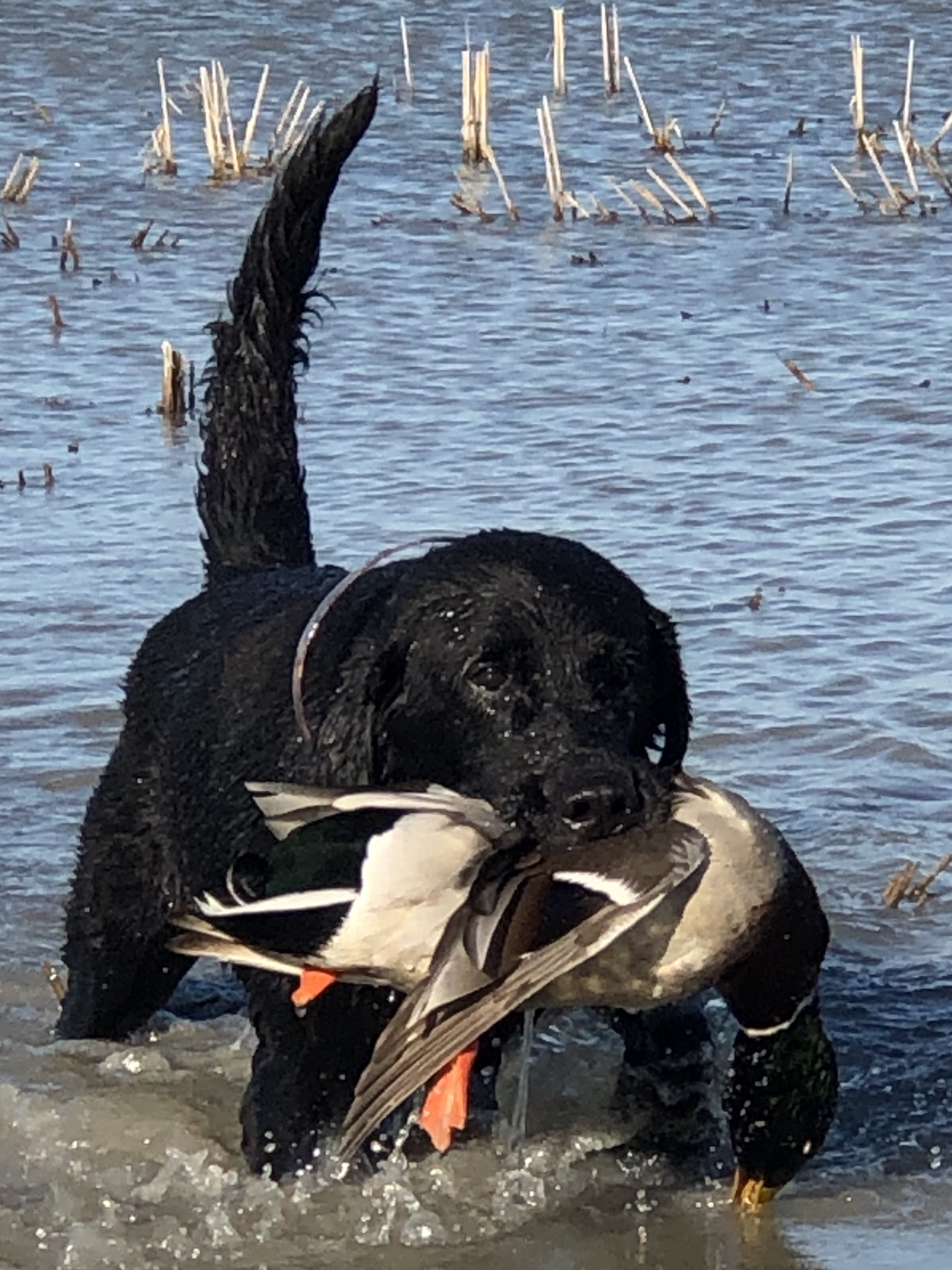 Arkansas Duck Hunting Adventures with Big Creek Waterfowl
