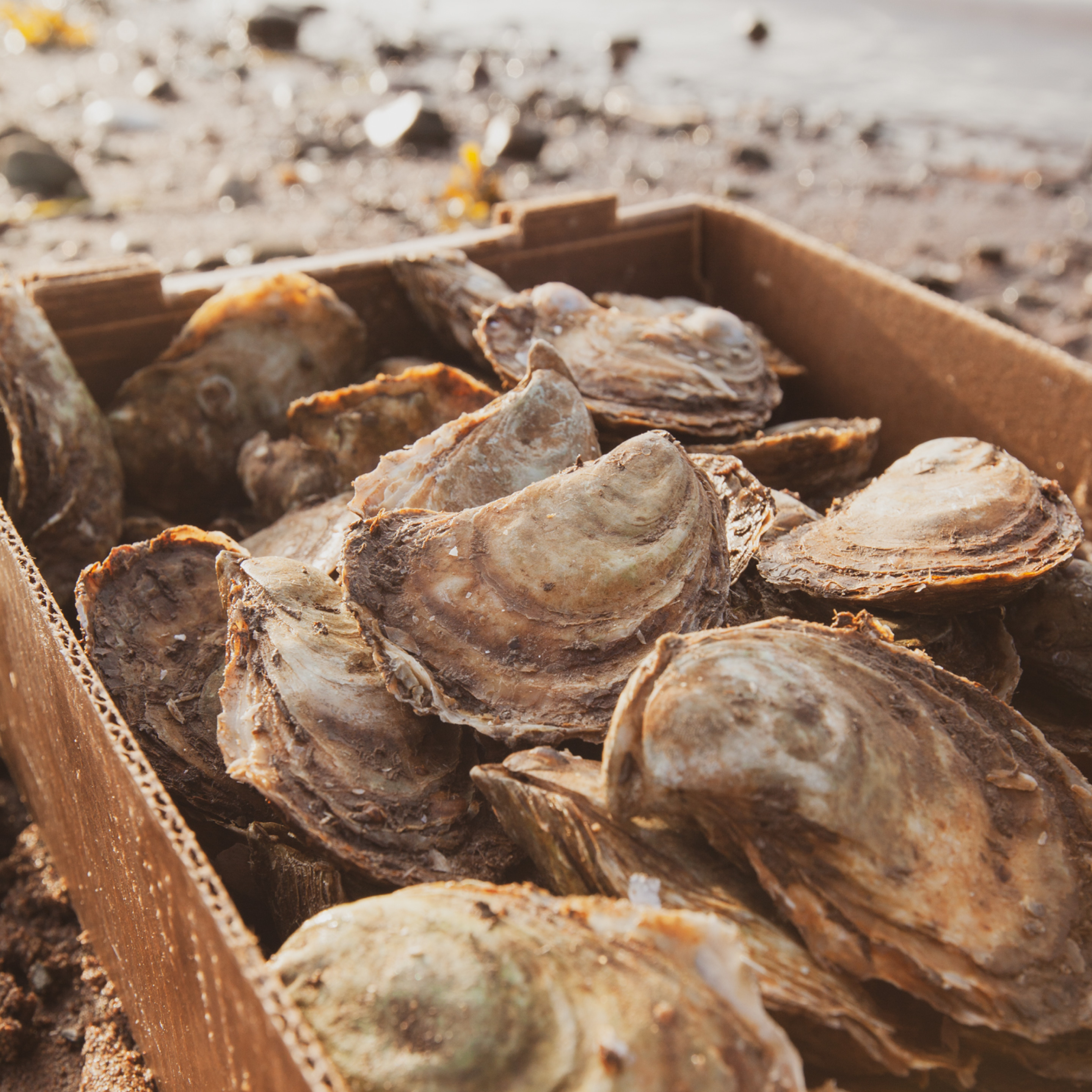 Our Products Huitres Mallet Oysters