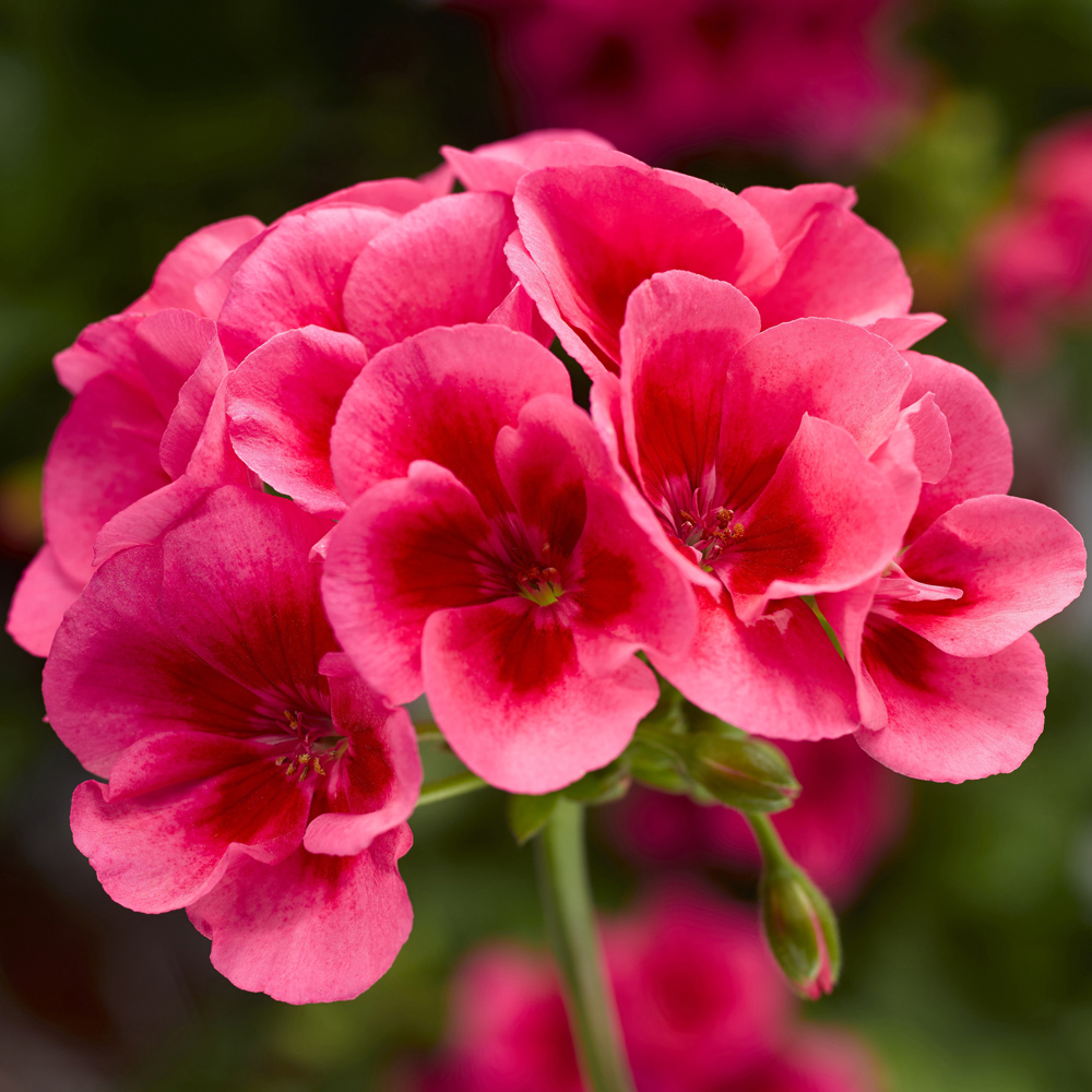 Geranium Interspecific, Calliope Medium
