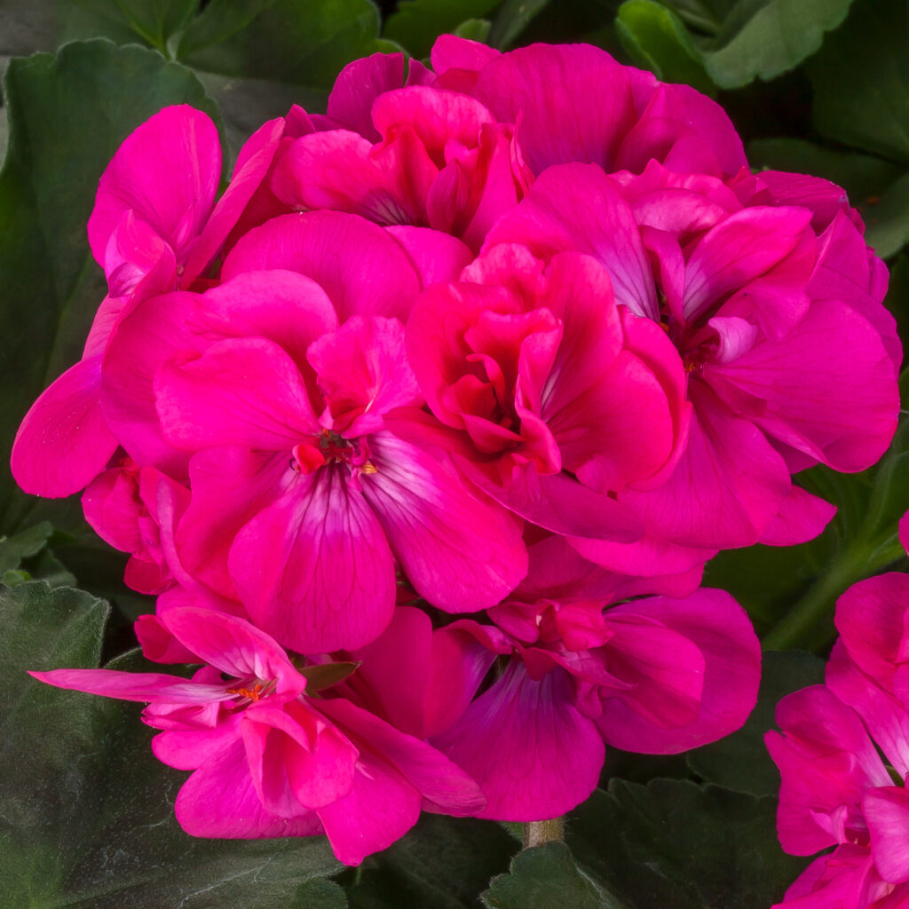 Geranium Interspecific, Calliope Medium