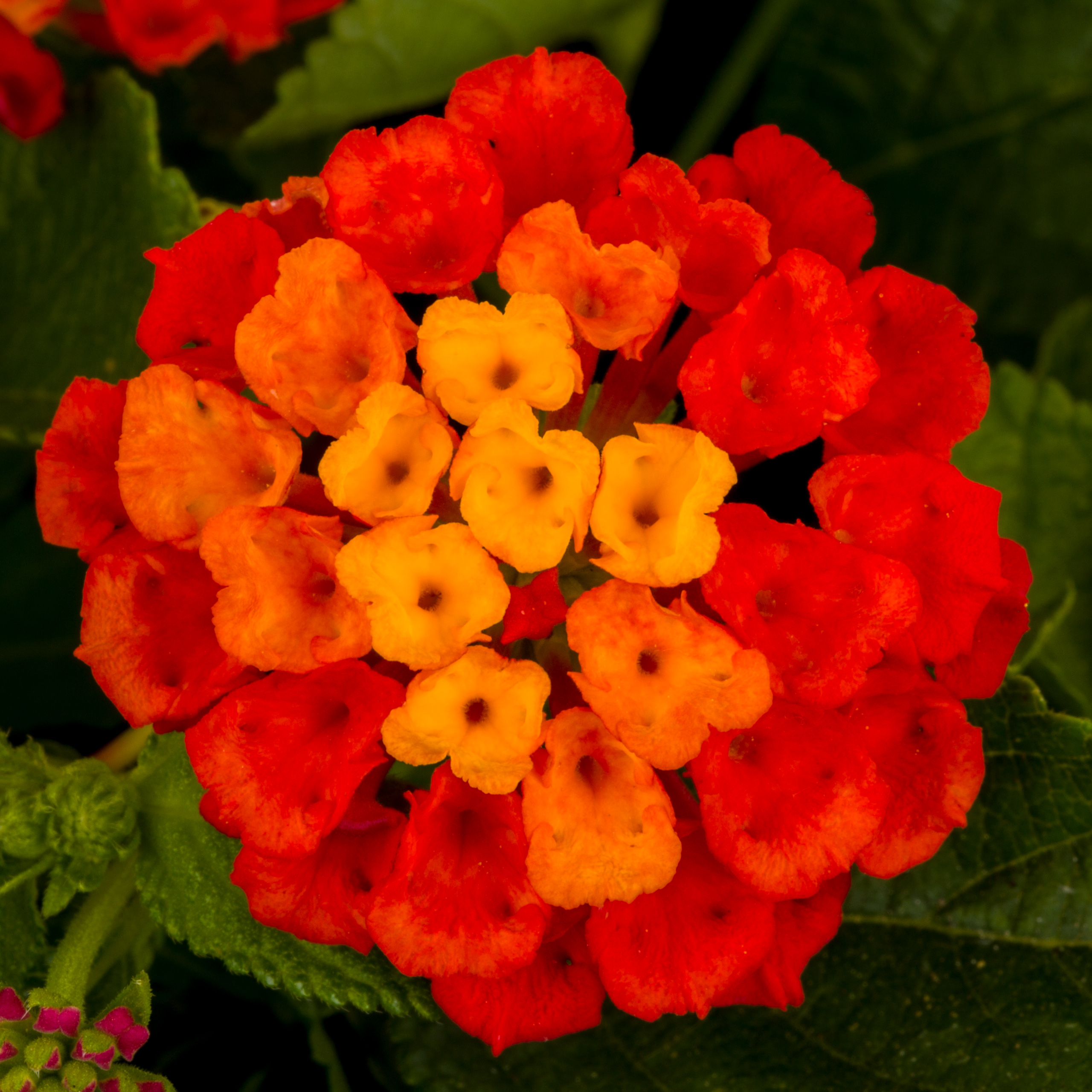 Lantana Hot Blooded
