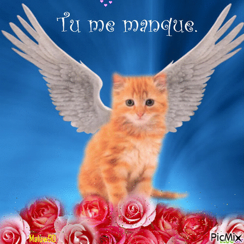 Les chats ange ou démon