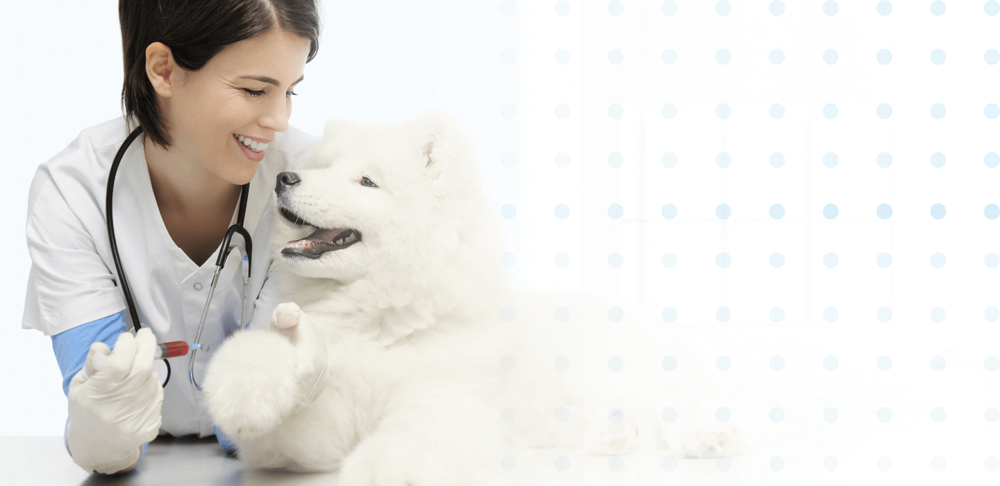 Careers Malta Animal Hospital