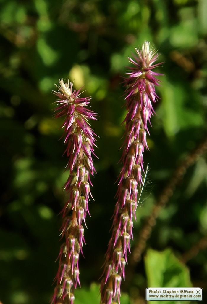Achyranthes sicula (Devil's horsewhip) the