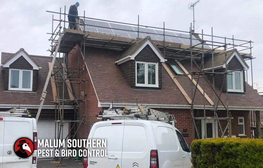 How to Get Rid of Squirrels Under Solar Panels? Squirrel Control