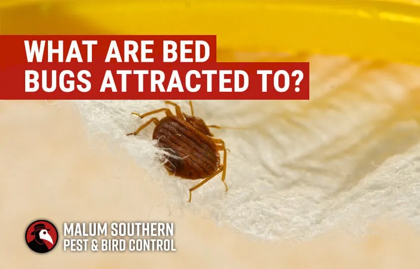 What are bed bugs attracted to? Malum Southern Pest & Bird Control