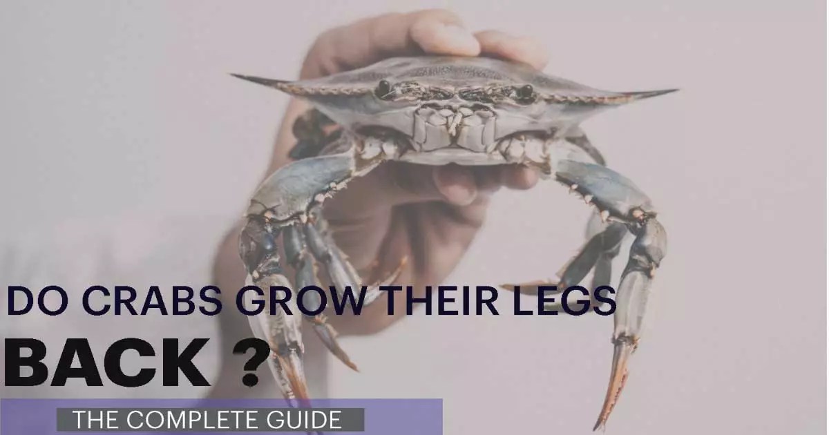 Do Crabs Grow Their Legs Back? Here Are Few Things That You Must Know