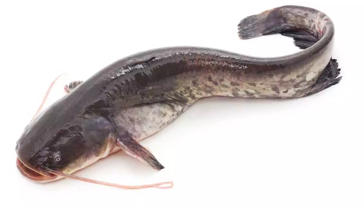 How long can catfish live out of water? [There Are a few Very Things