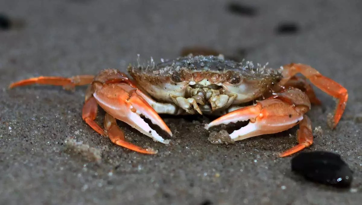Does Crabs Have Bones Naturefins