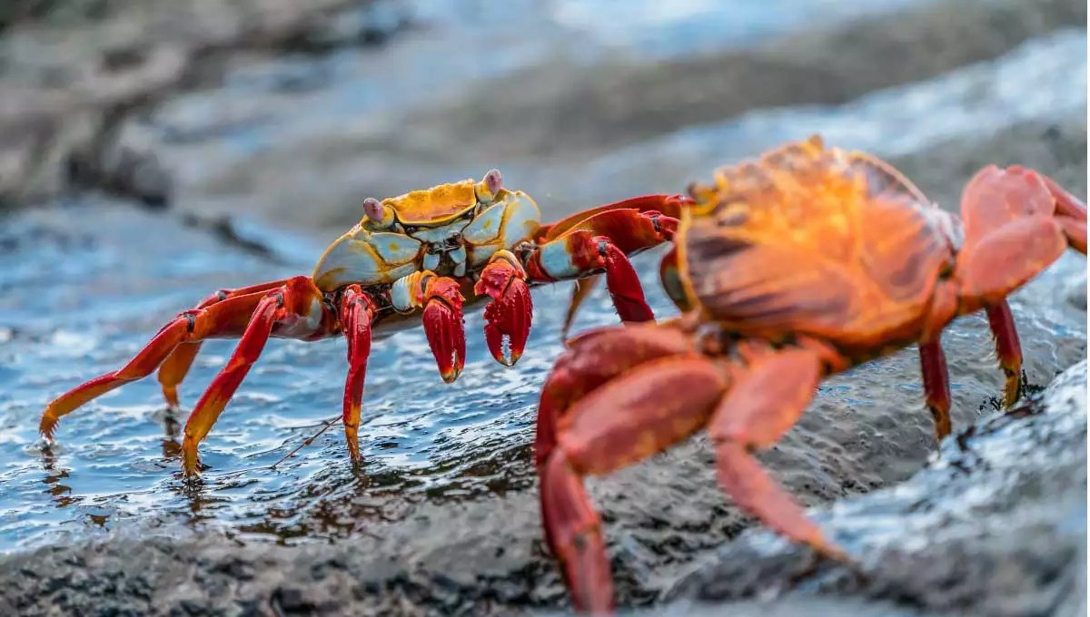 The Fascinating Reason Why Crabs Walk Sideways Seafoods