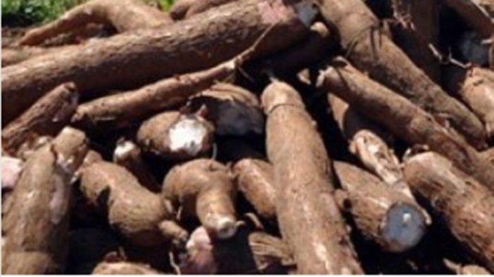 Biasanya Dibuang, Ternyata Kulit Singkong Bisa Mencerahkan Wajah Hingga