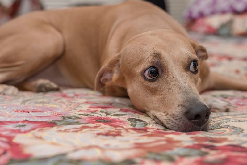 14 Ways Your Pet Tries to Warn You About Dangerous People