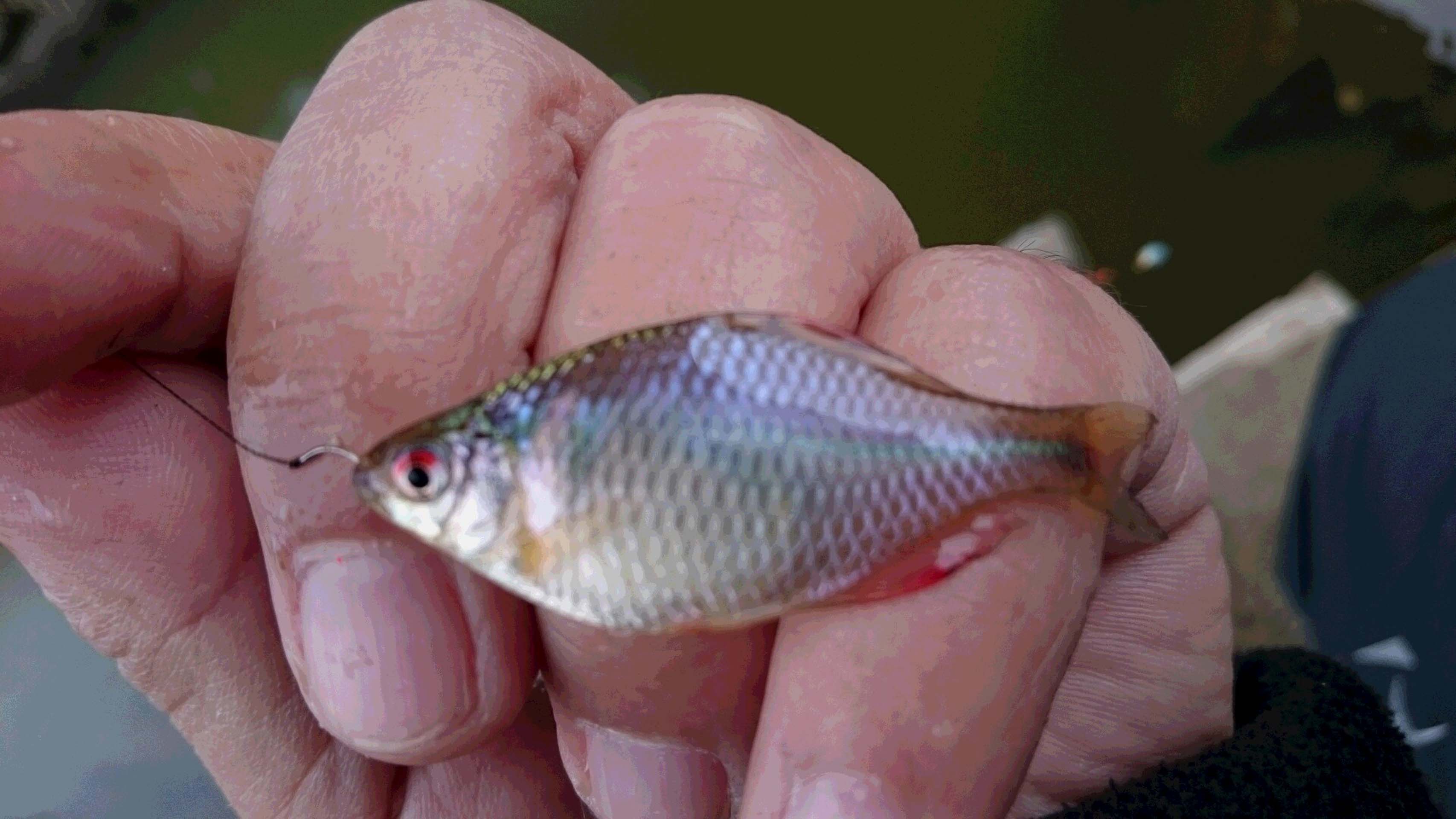 近場でバラタナゴ釣り