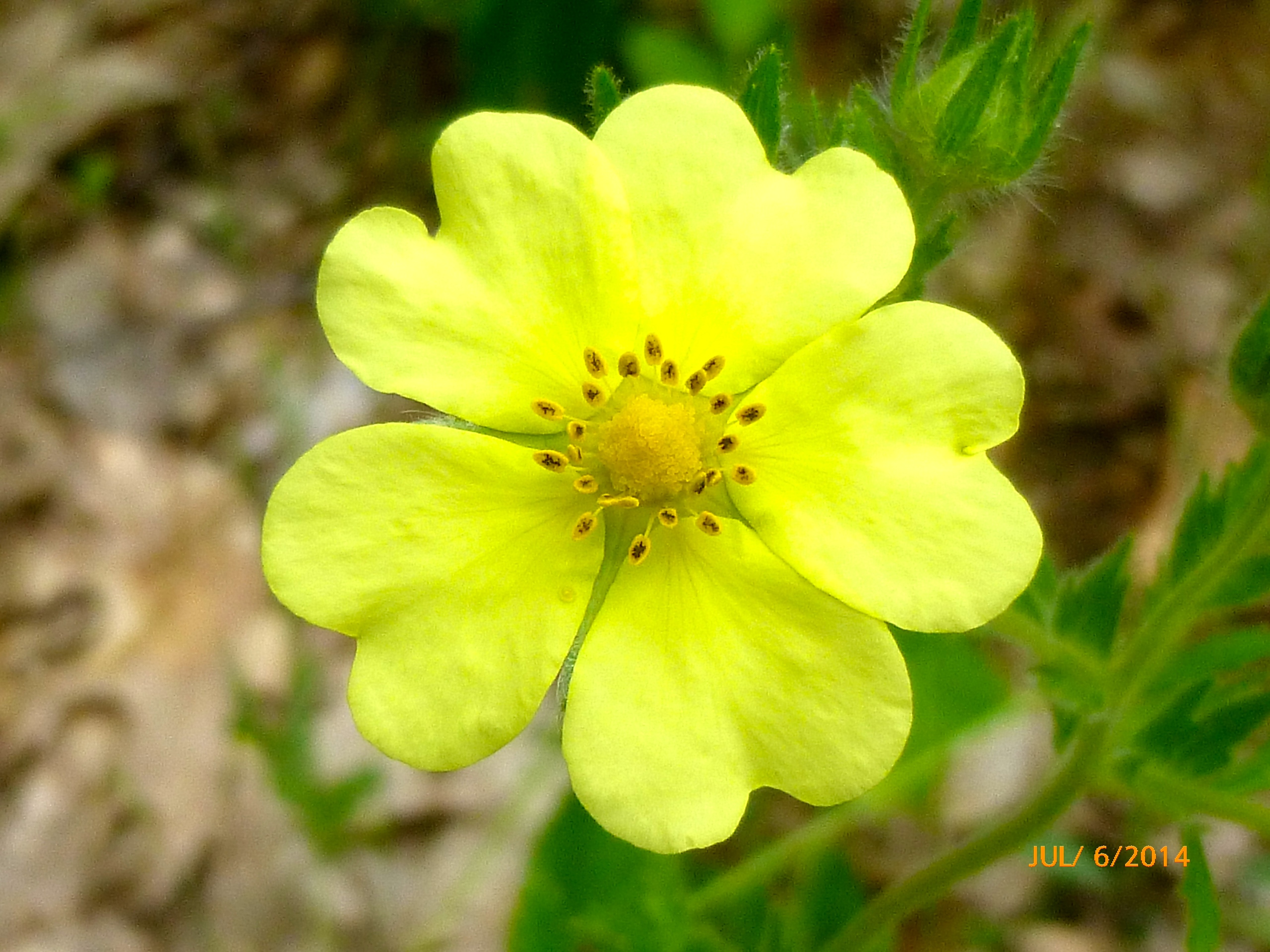 New Flower of the Day (July 8, 2014) Wild Flowers Mama Cormier