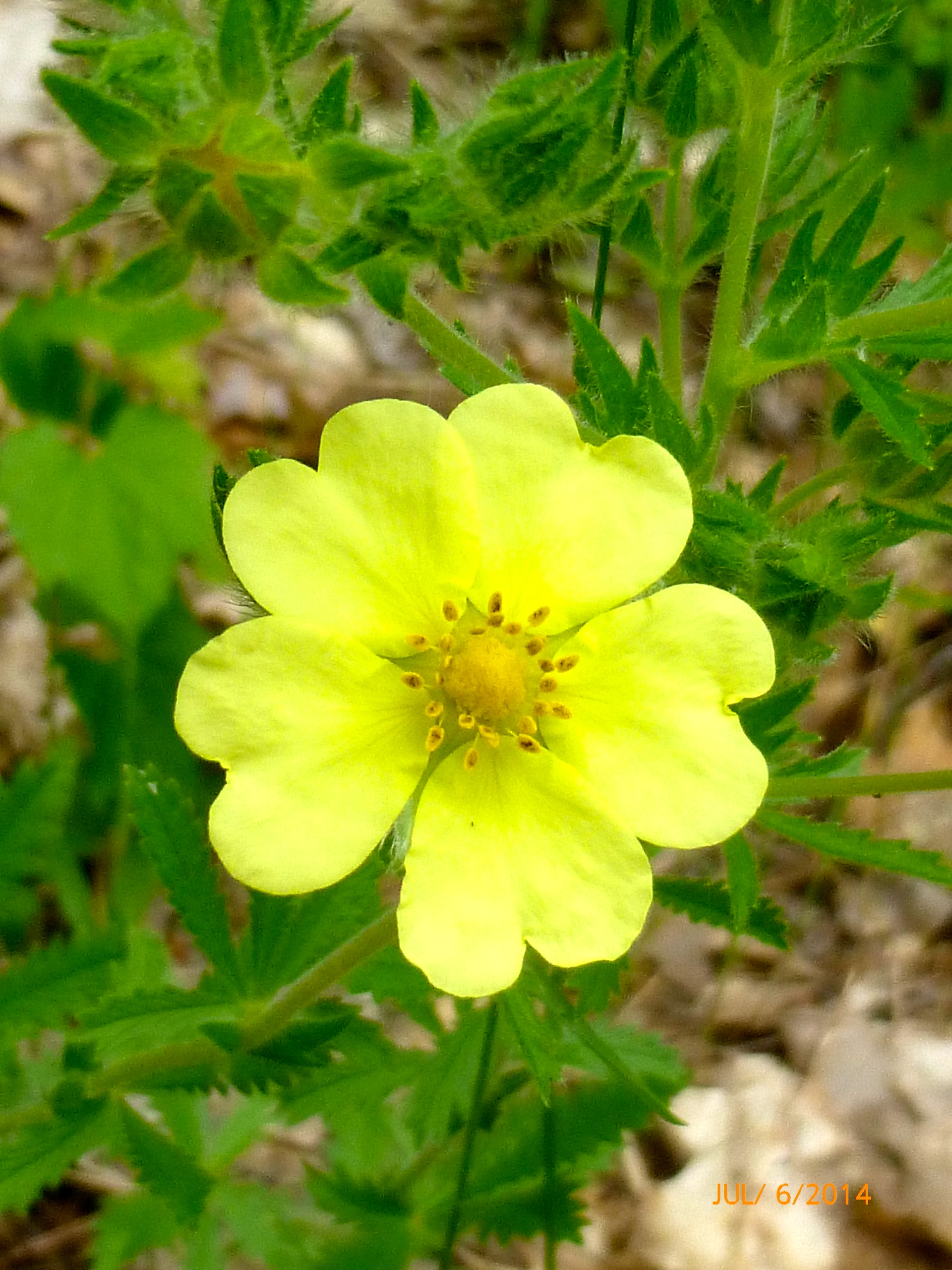 New Flower of the Day (July 8, 2014) Wild Flowers Mama Cormier