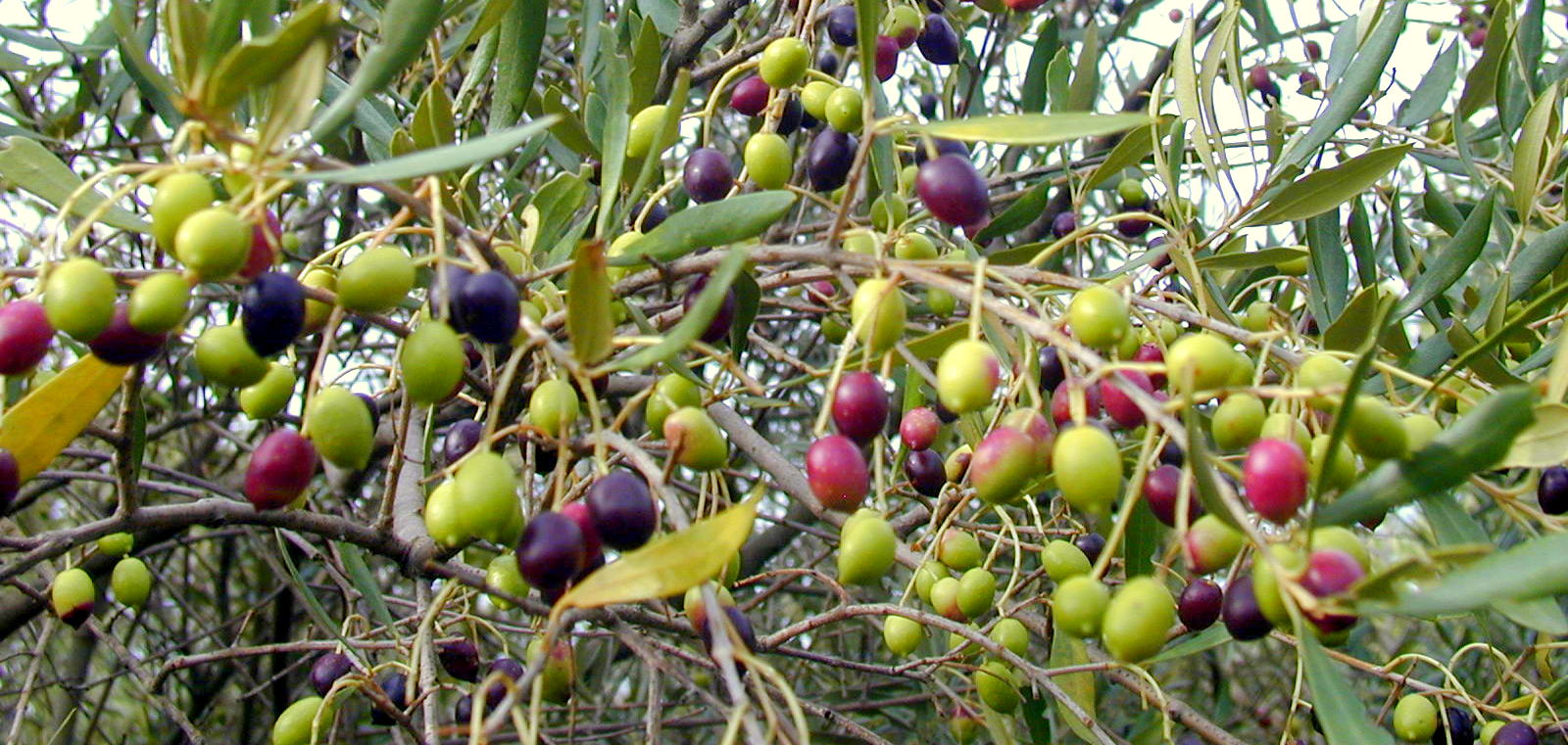 Are Olives Good For You? Olive Spread & Recipes Mama Faiths