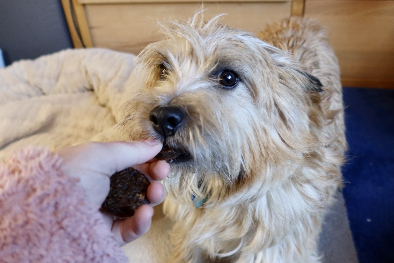 Review Lily’s Kitchen Christmas Pet Food Range Mama Geek