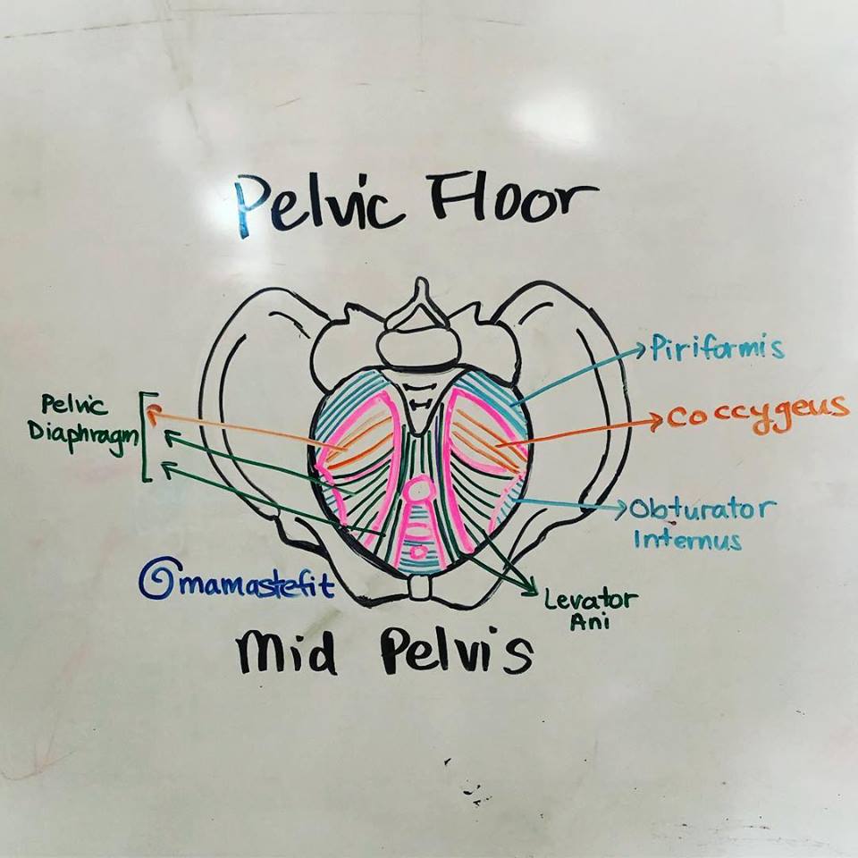 The Mid pelvis The Pelvic Floor Anatomy and Movement Support MamasteFit