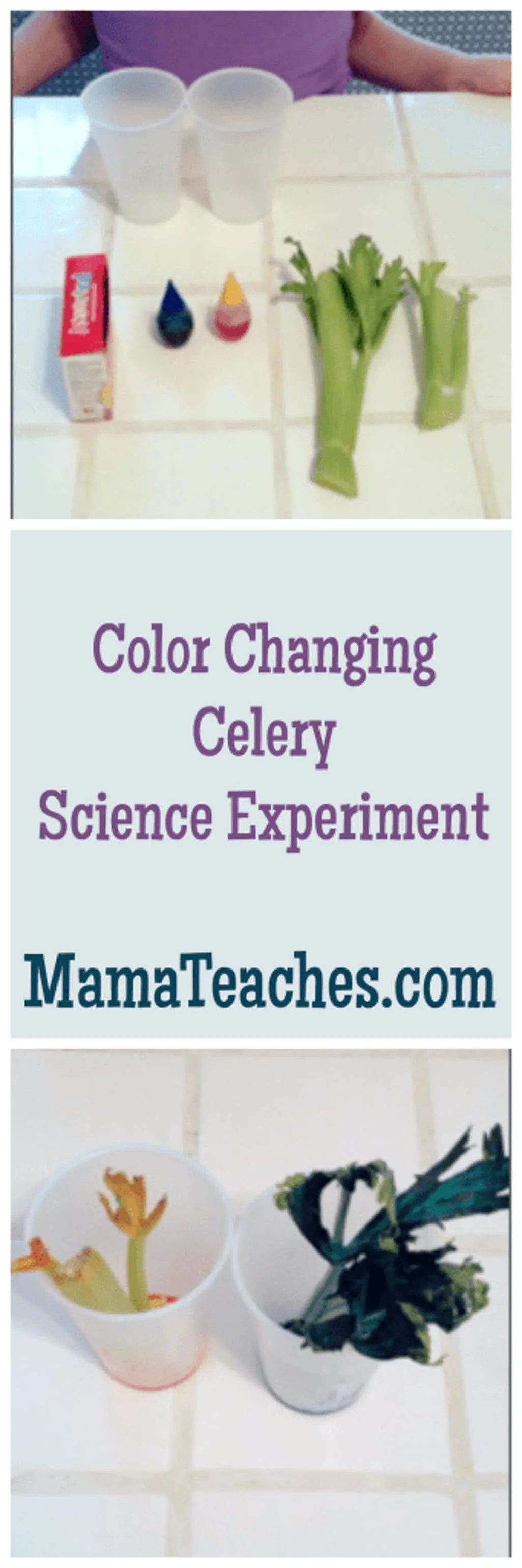 Color Changing Celery Experiment Mama Teaches