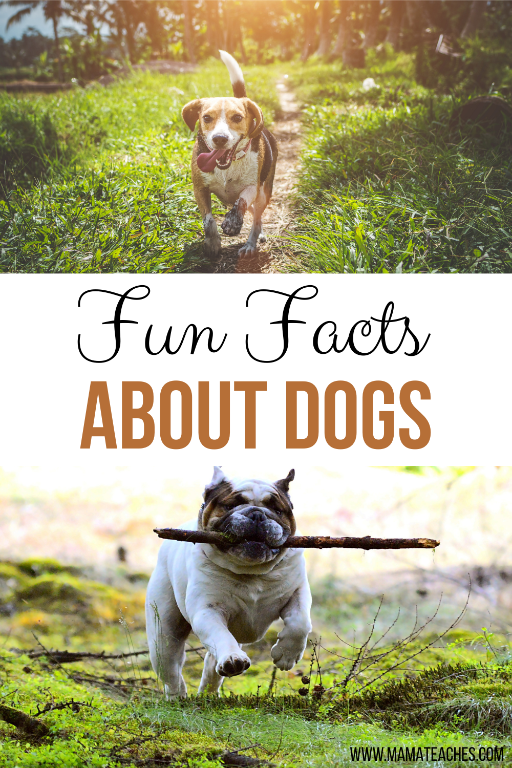 Fun and Unusual Facts About Dogs for Kids Mama Teaches