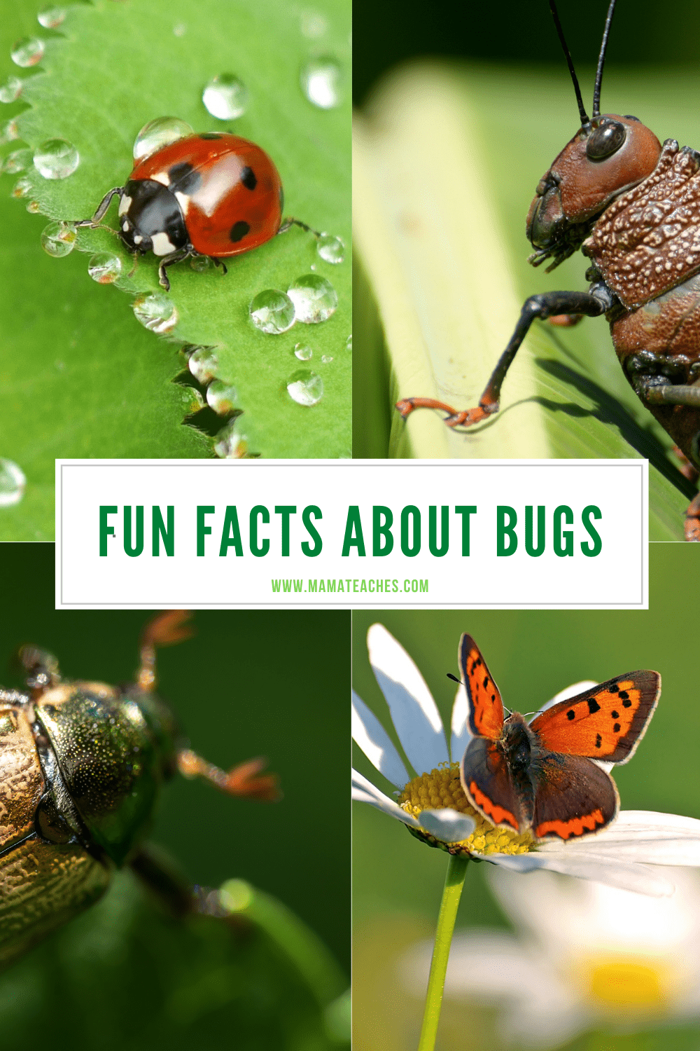 Interesting and Fun Facts About Insects Mama Teaches