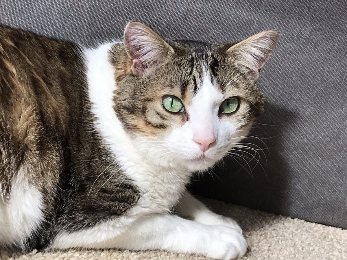 Why does my cat sit on my papers? Mama T's Pet Products
