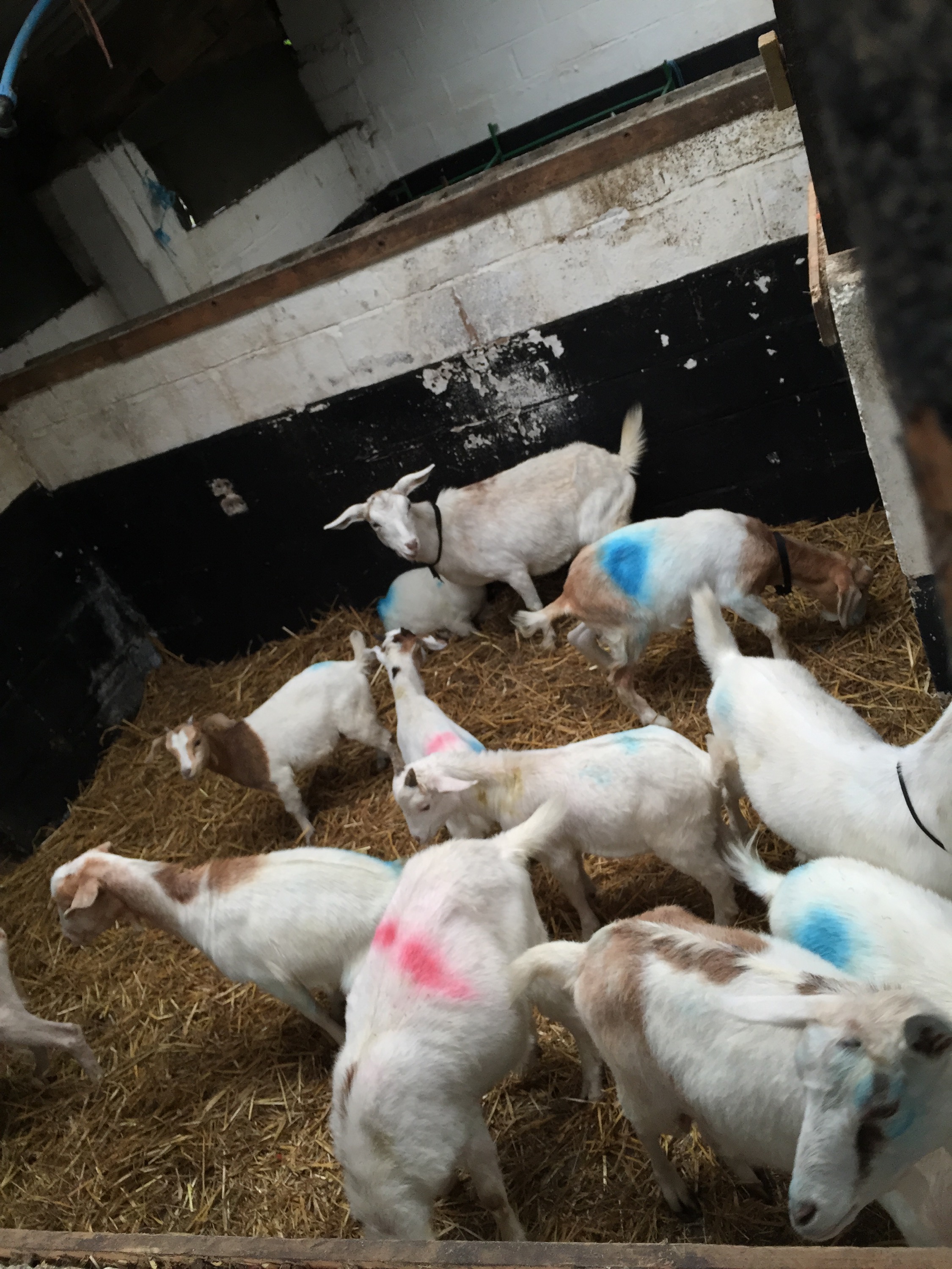 Cronkshaw Fold Farm, Zinc sulphate baths 29.6.16 Mammals and microscopes