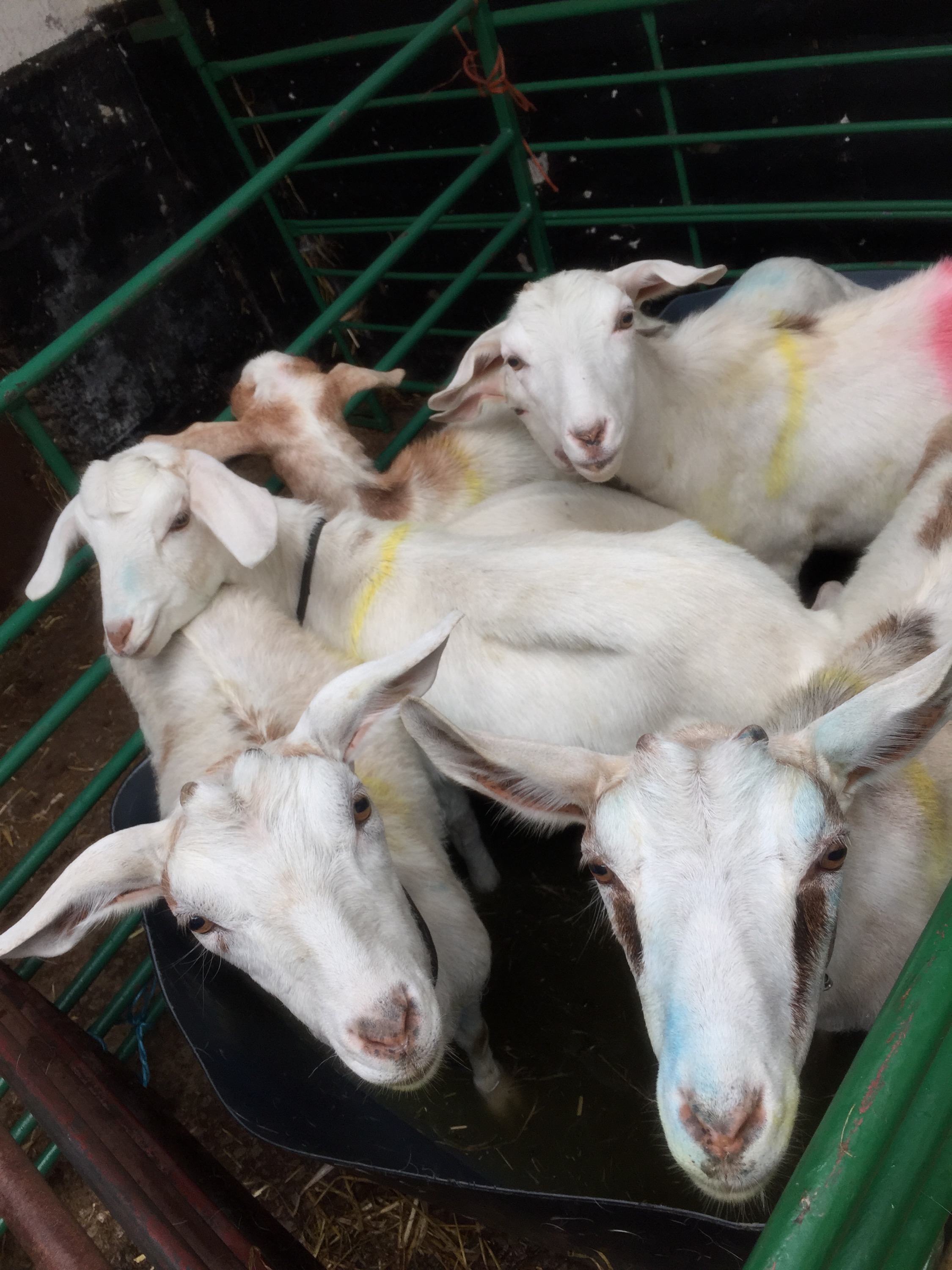 Cronkshaw Fold Farm, Zinc sulphate baths 29.6.16 Mammals and microscopes