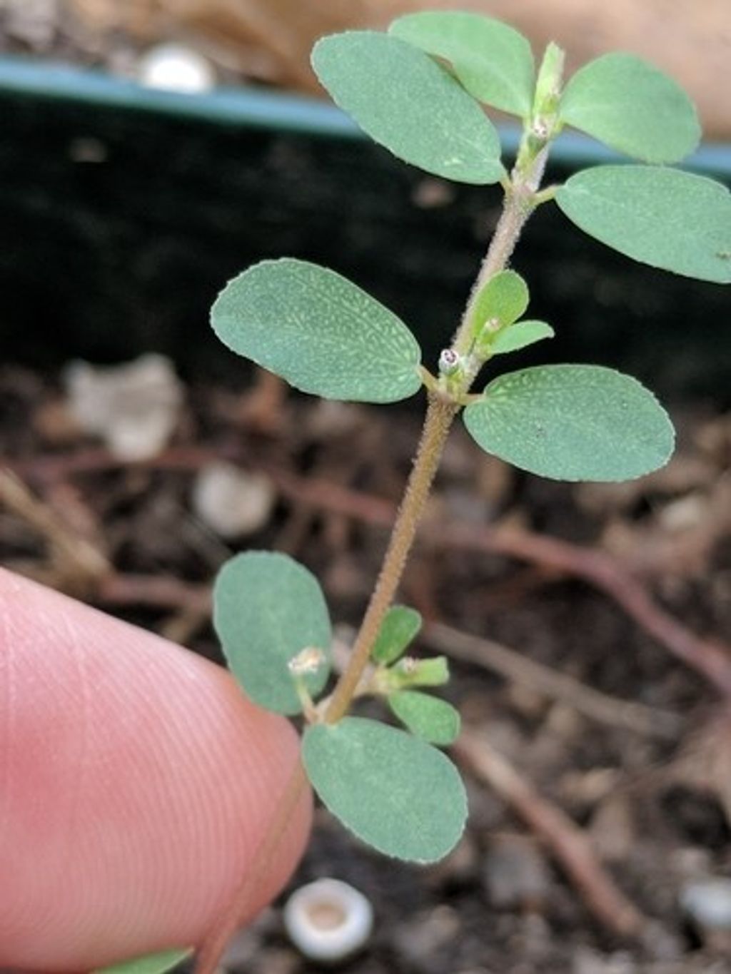 10 Common Health Problems of Persian Cats Mammals Guide