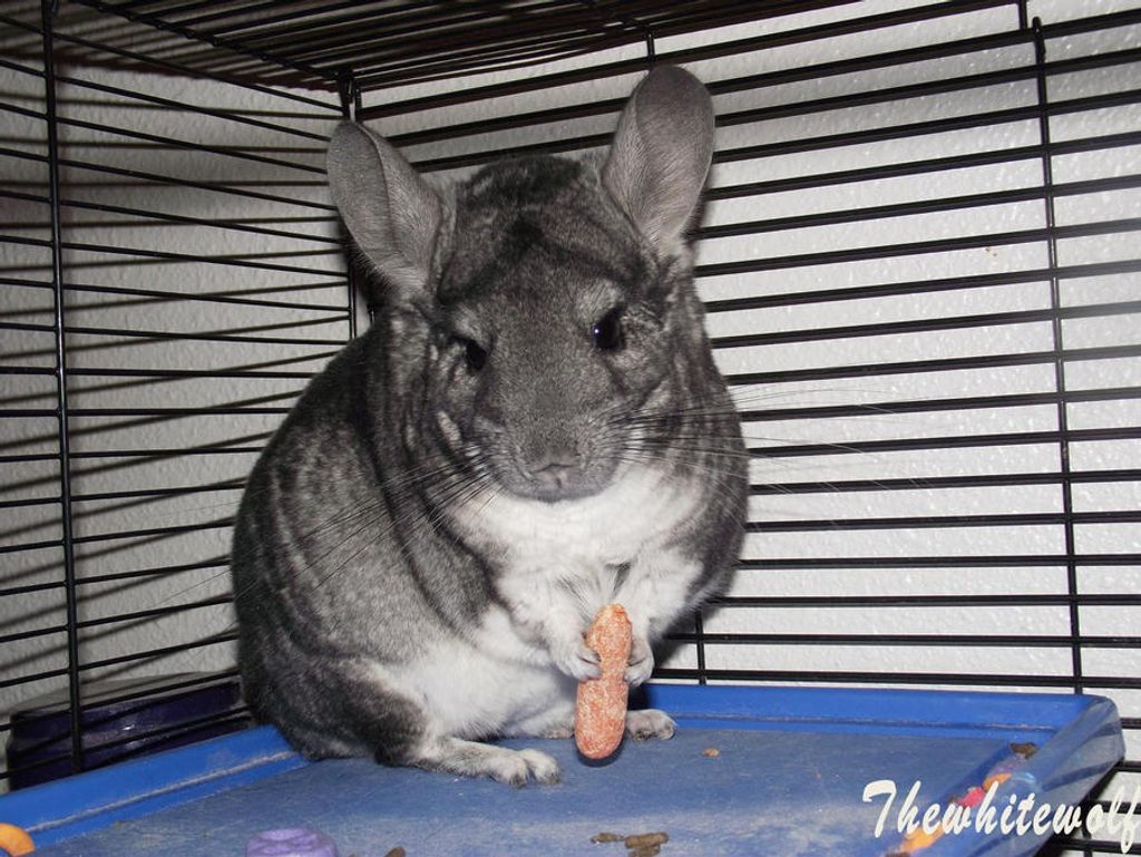 The Ultimate Guide to Hamster Care Everything You Need to Know(03)