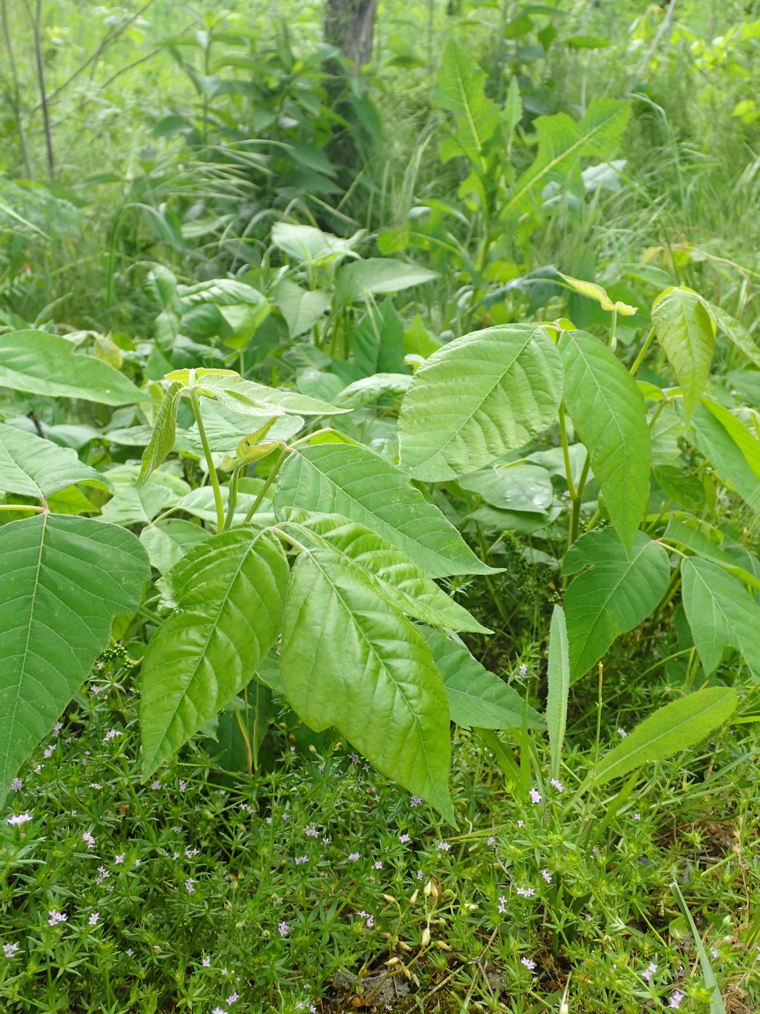 Poison Ivy 101 Symptoms, Treatments, & Prevention Medical Associates