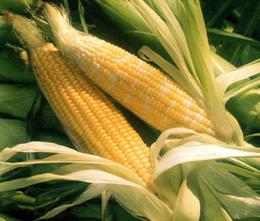 Japanese Corn Mana Bites