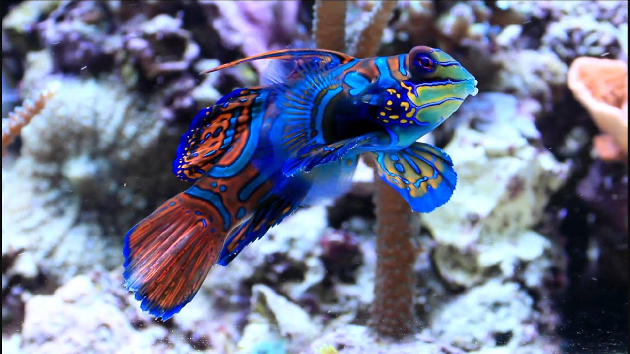 世界で唯一青色の色素を合成して体が青い生物「ニシキテグリ」 バイオハックch