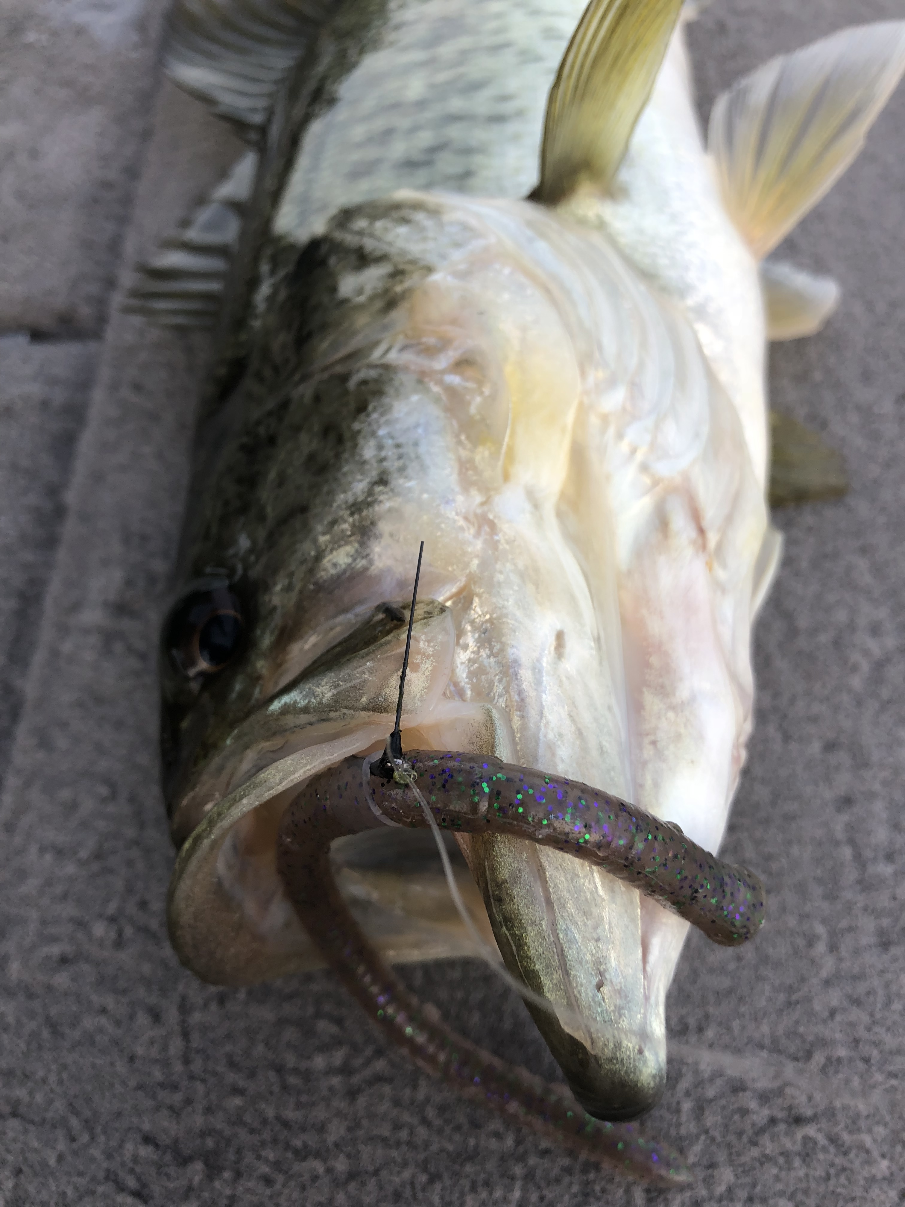 2週間ぶりの琵琶湖、、、スタッフのヨネスケとバス釣り elfo：manabu yagi