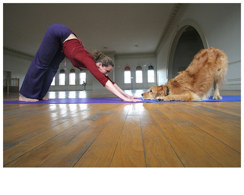 Yoga with Your Dog? Check Out Doga!