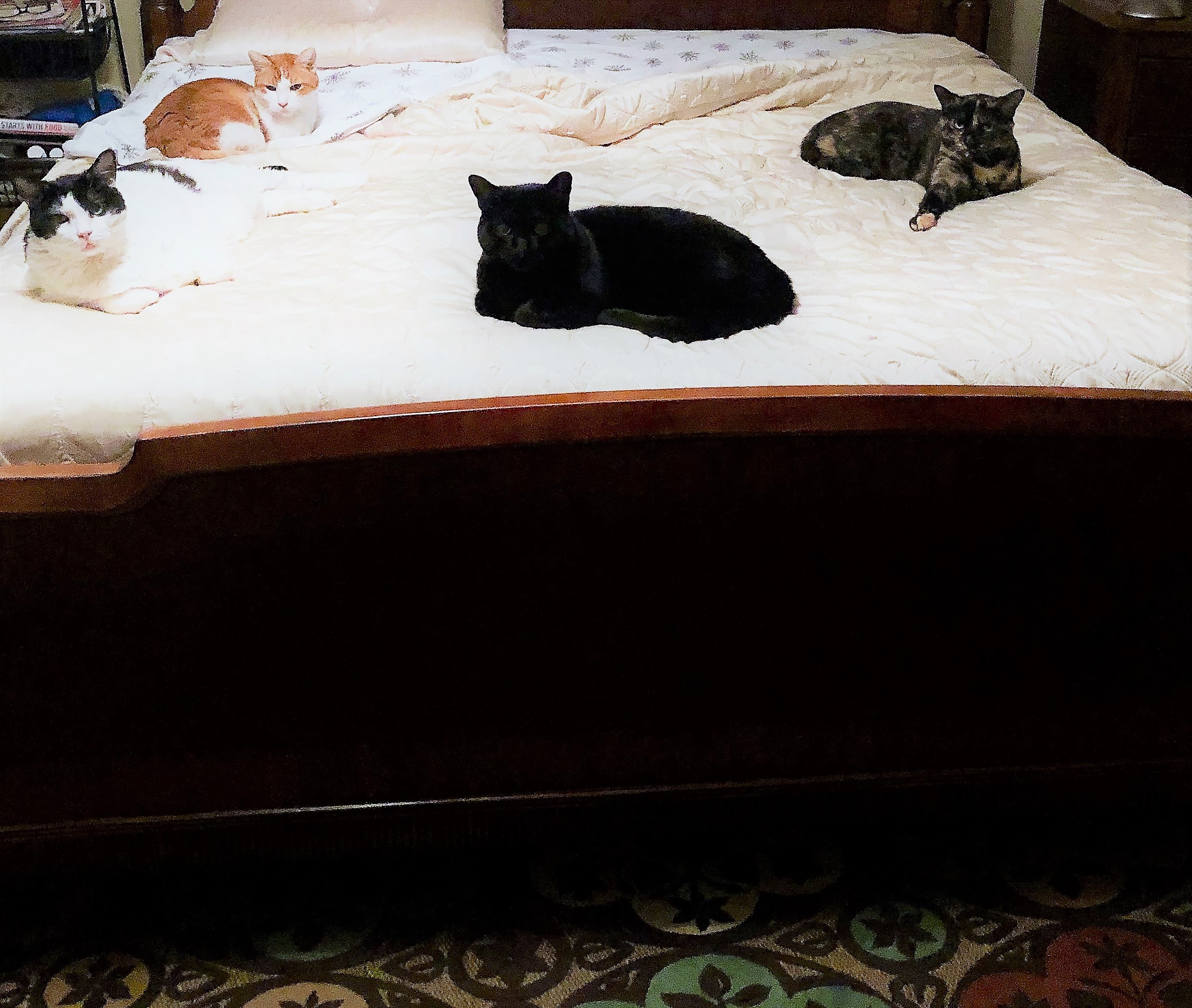 cats on bed (2)
