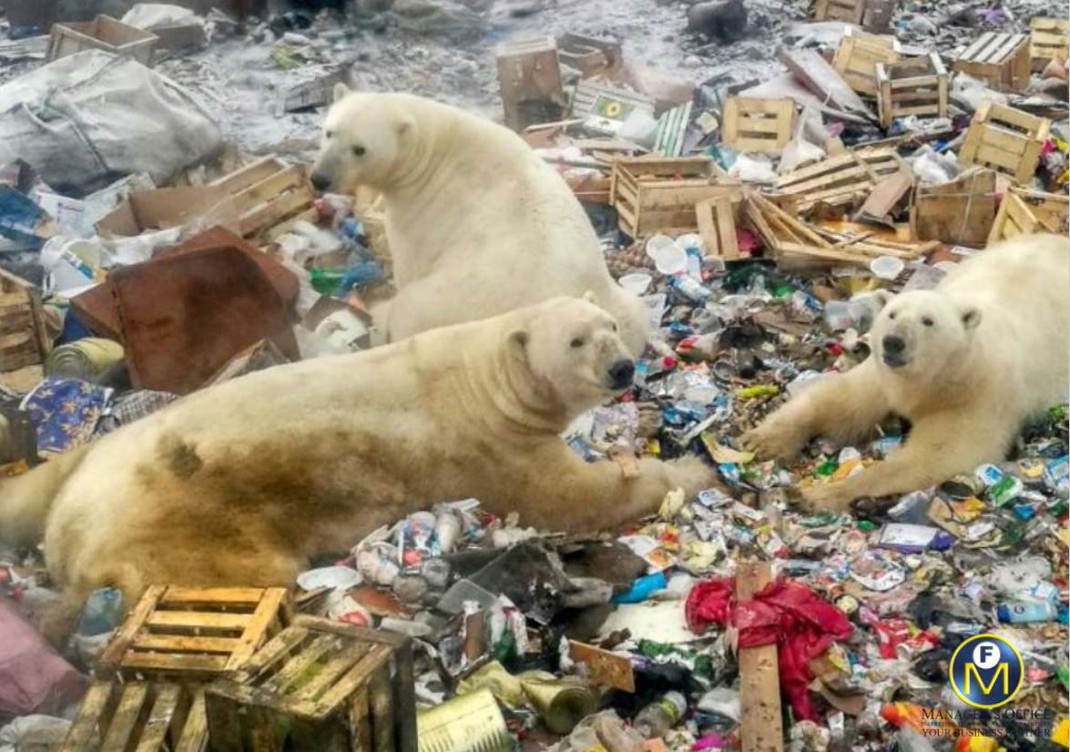 Climate Change Will Scramble Polar Bears' Diets Manager's Office