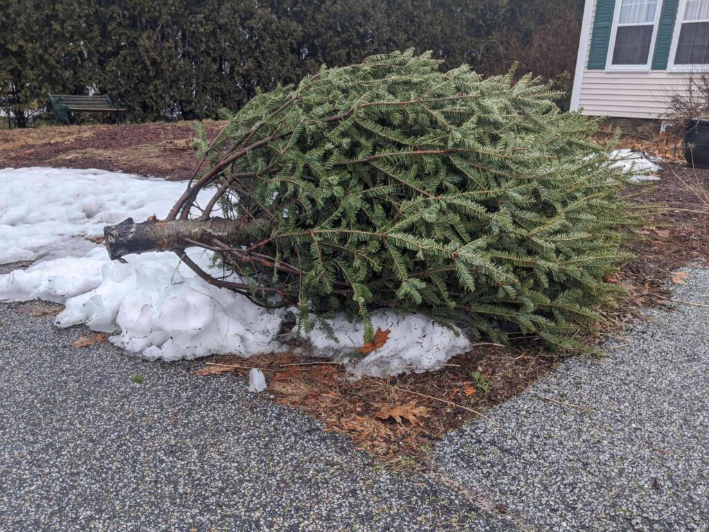 Christmas tree curbside pickup in Manchester this week only Manchester Ink Link