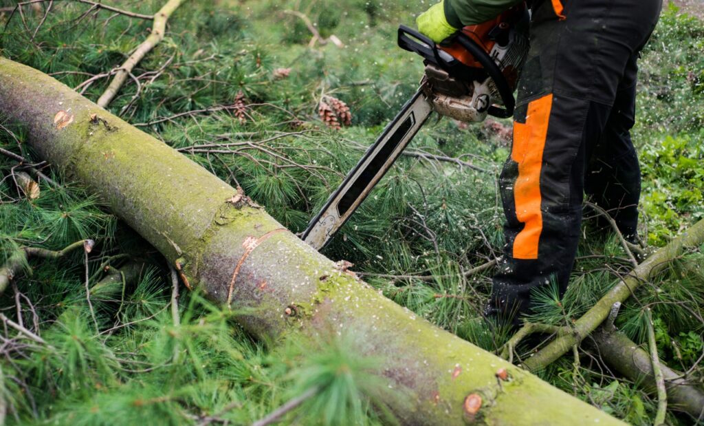 Tree Surgeons » Tree Surgery North Wales » Mancoed VM Ltd